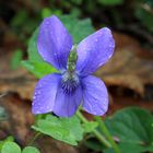 Duftveilchen, Märzveilchen, Viola odorata