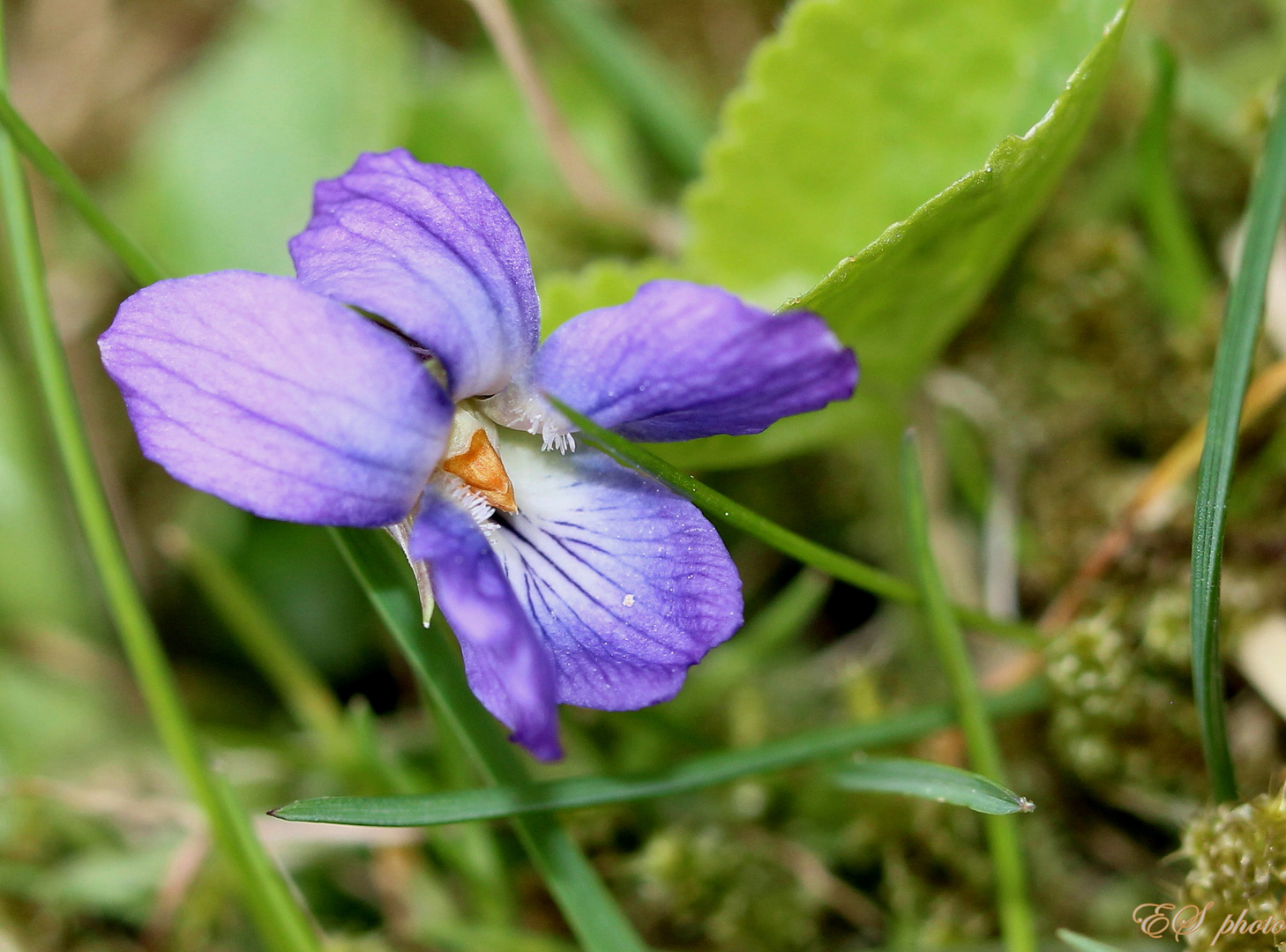 Duftveilchen ( Viola odorata )