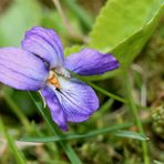 Duftveilchen ( Viola odorata )