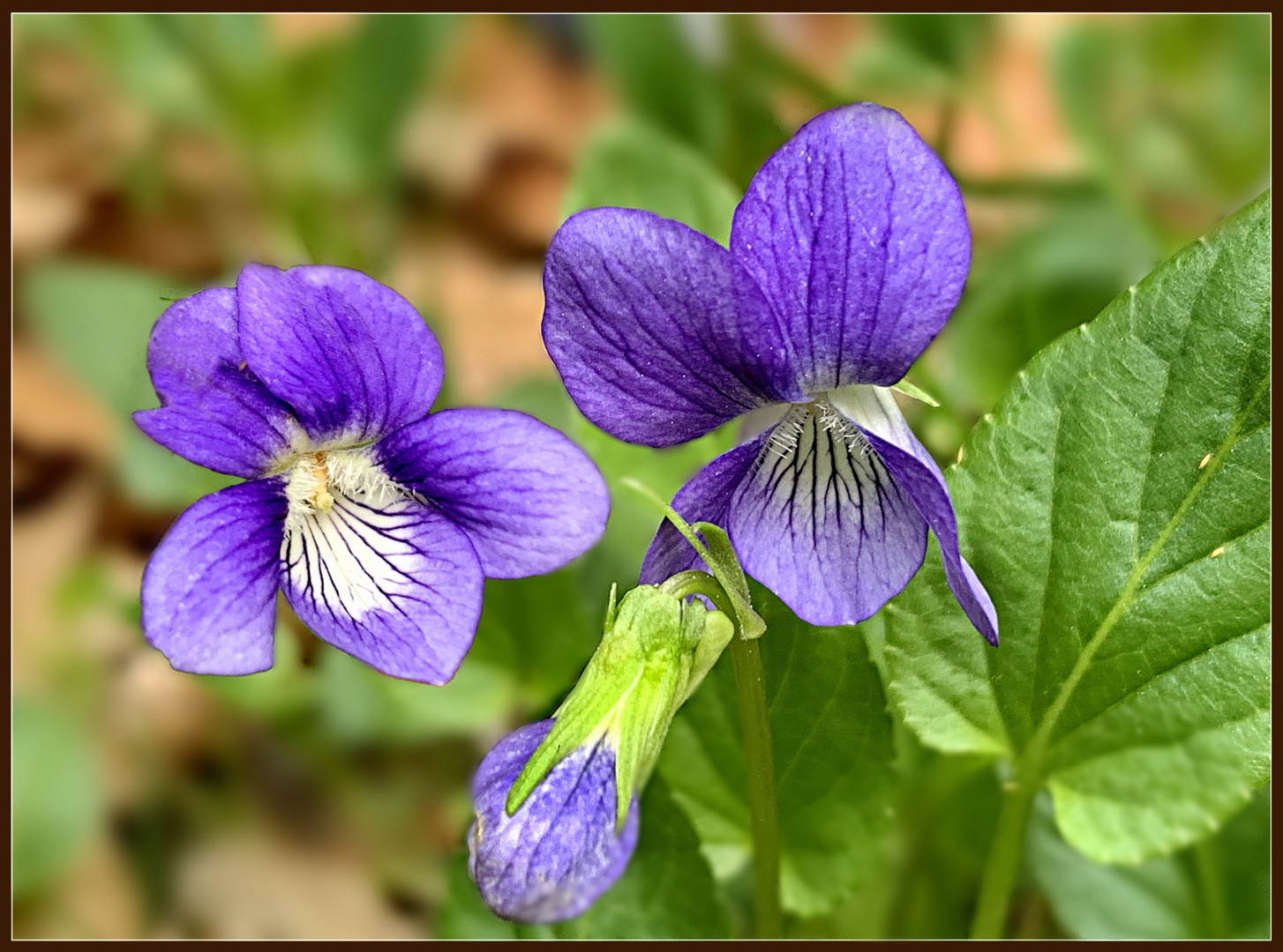 Duftveilchen (Viola odorata)