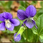 Duftveilchen (Viola odorata)