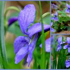 Duftveilchen (Viola riviniana)