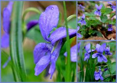 Duftveilchen (Viola riviniana)