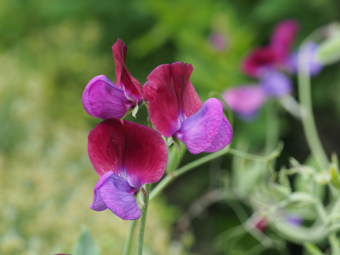 Duftwicke (Lathyrus odorata)