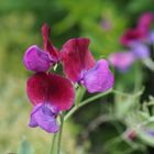 Duftwicke (Lathyrus odorata)