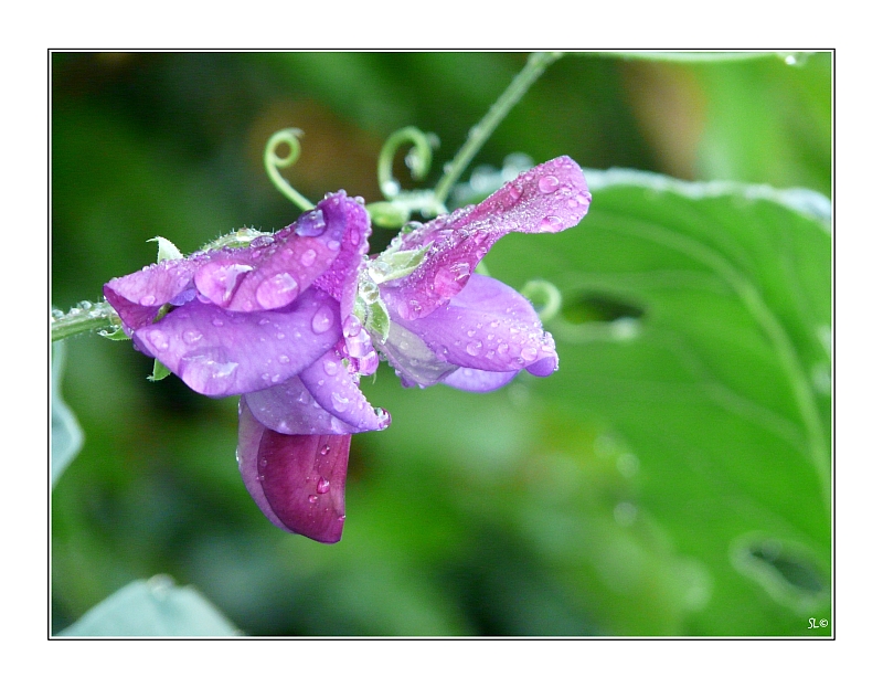 Duftwicke "Sweet Pea" Lathyrus odoratus