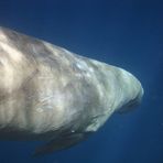 Dugong 2