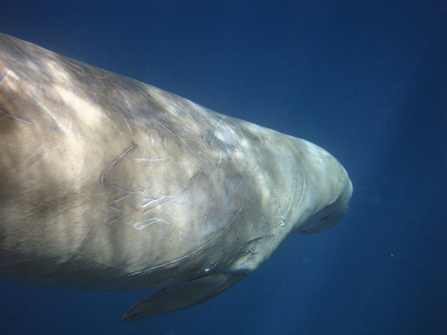 Dugong 2