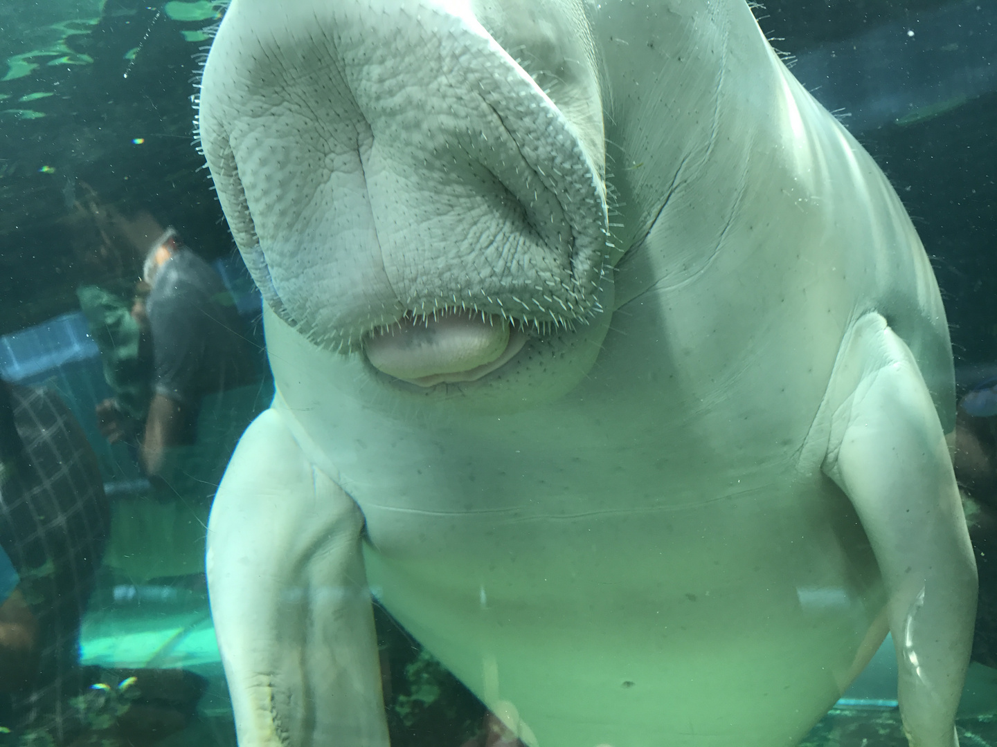 Dugong