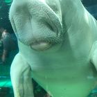 Dugong