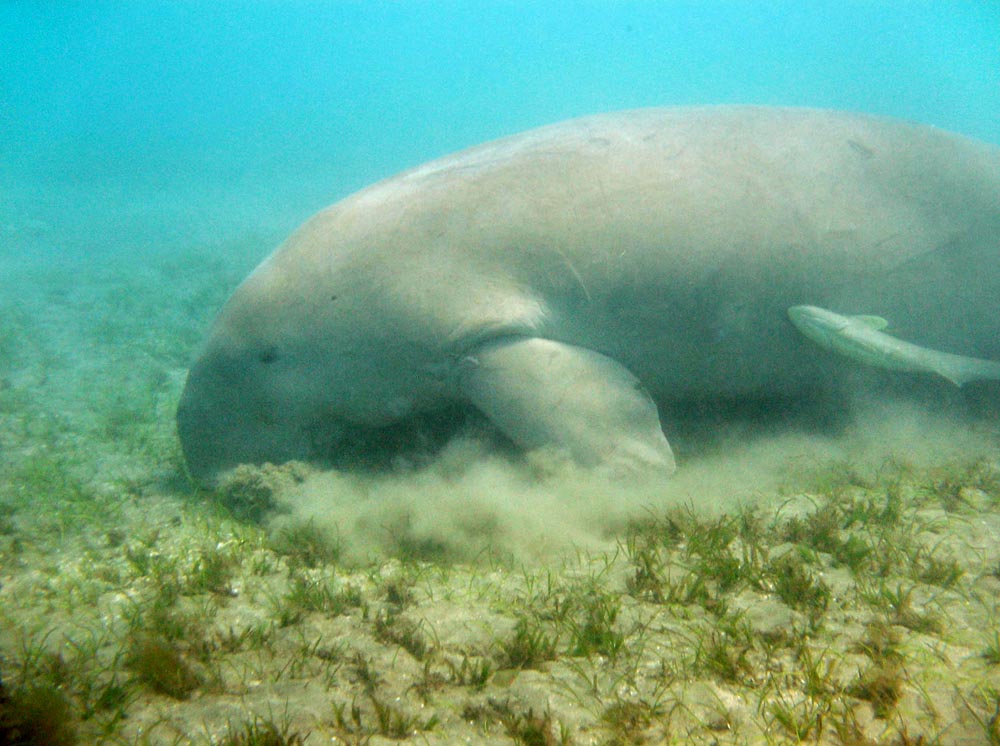 Dugong