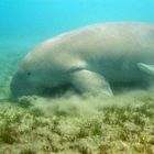 Dugong