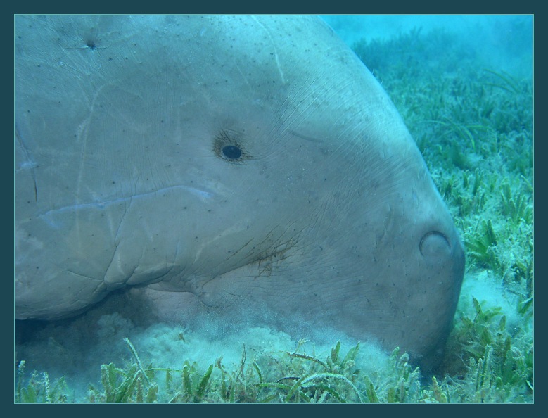 Dugong