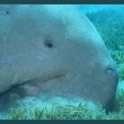 Dugong