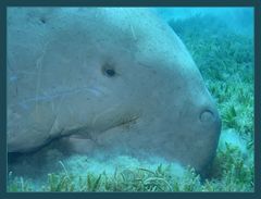 Dugong