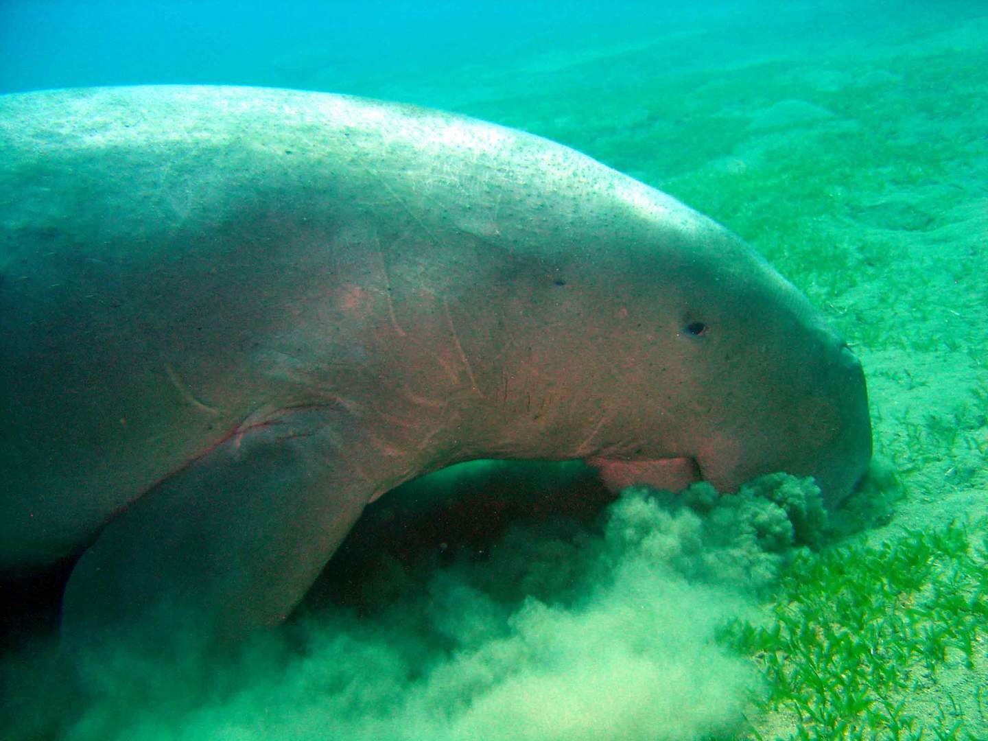 Dugong....