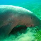 Dugong....