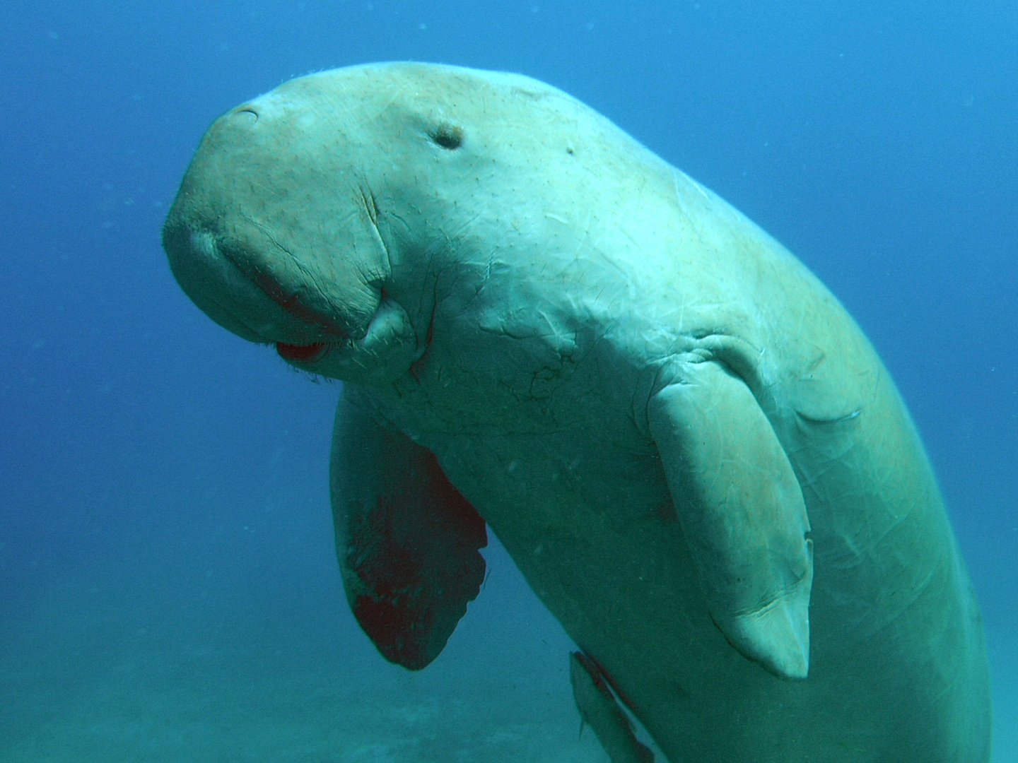 Dugong