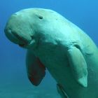 Dugong