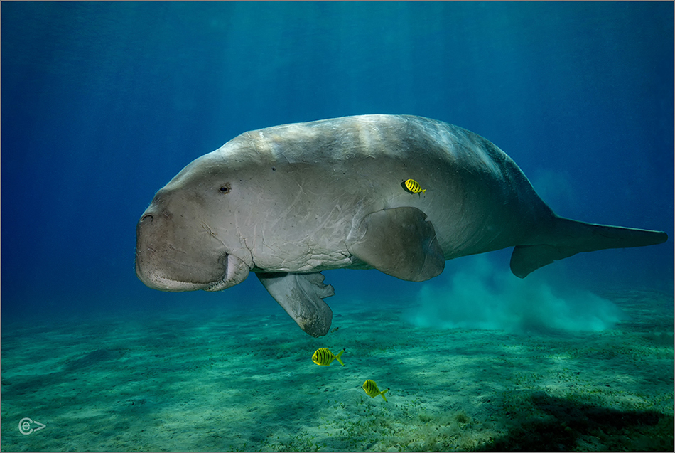 Dugong