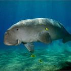 Dugong