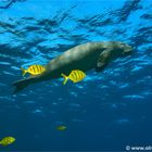 Dugong