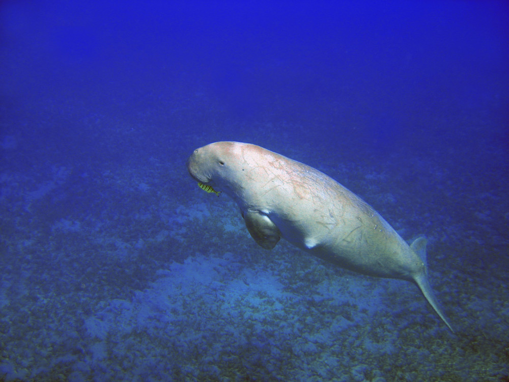 Dugong