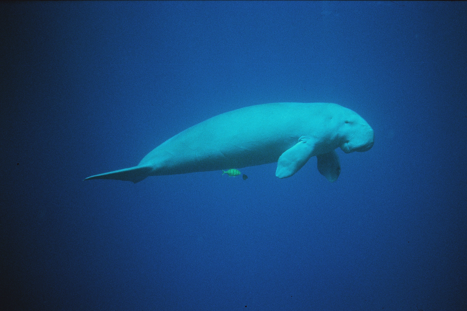 Dugong