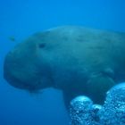 Dugong