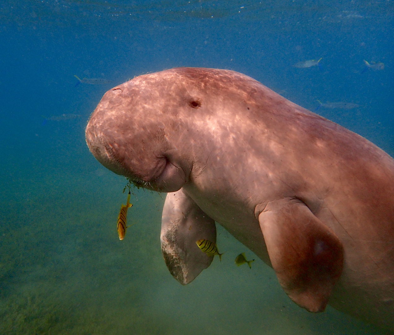 Dugong 