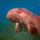 Dugong 