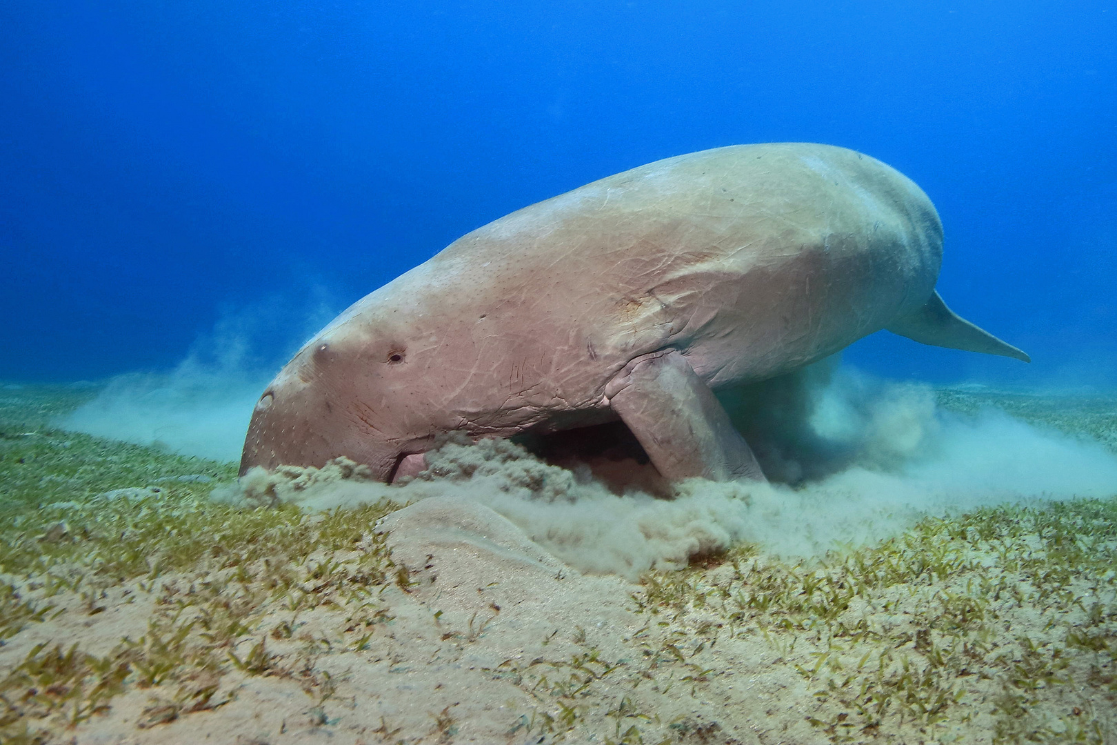 Dugong