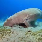 Dugong