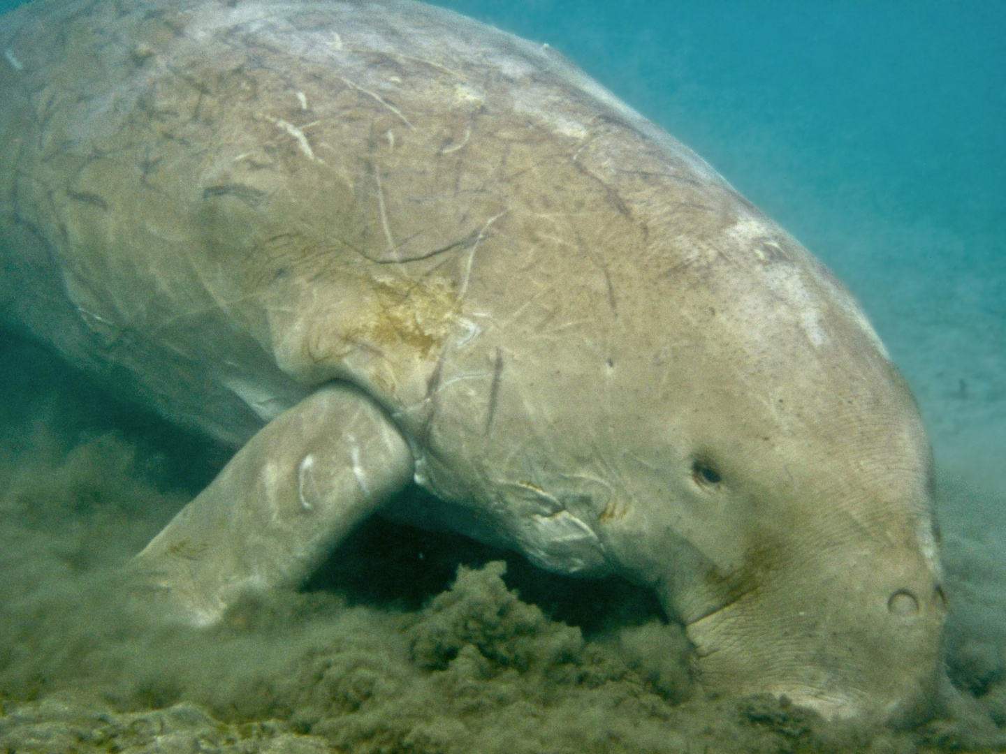 DUGONG