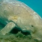 DUGONG