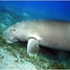 Dugong am Grasen 3