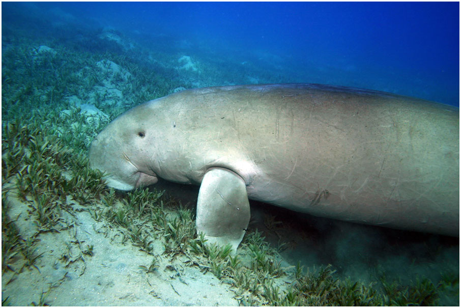 Dugong am Grasen 3