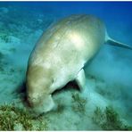 Dugong am grasen (reloaded)