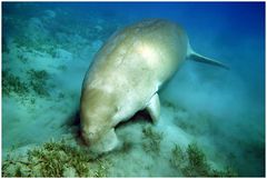 Dugong am grasen (reloaded)