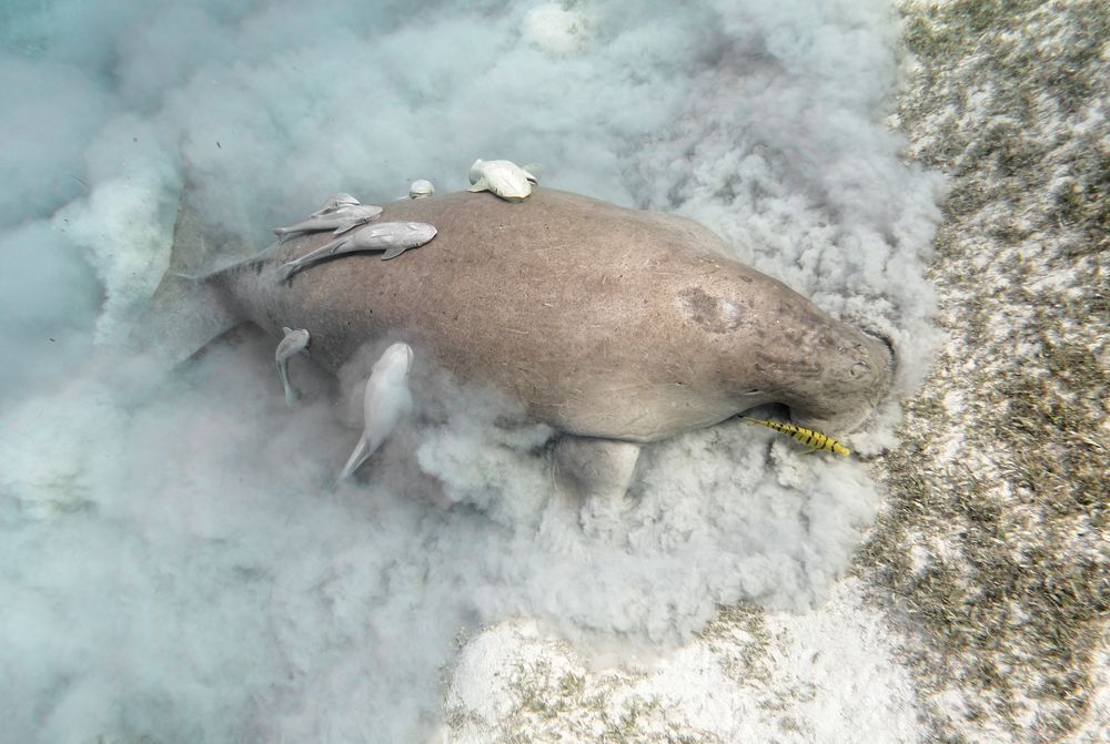 Dugong Begegnung der besonderen Art. Foto & Bild tiere, wildlife