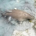 Dugong - Begegnung der besonderen Art. 