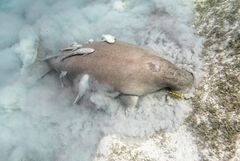 Dugong - Begegnung der besonderen Art. 