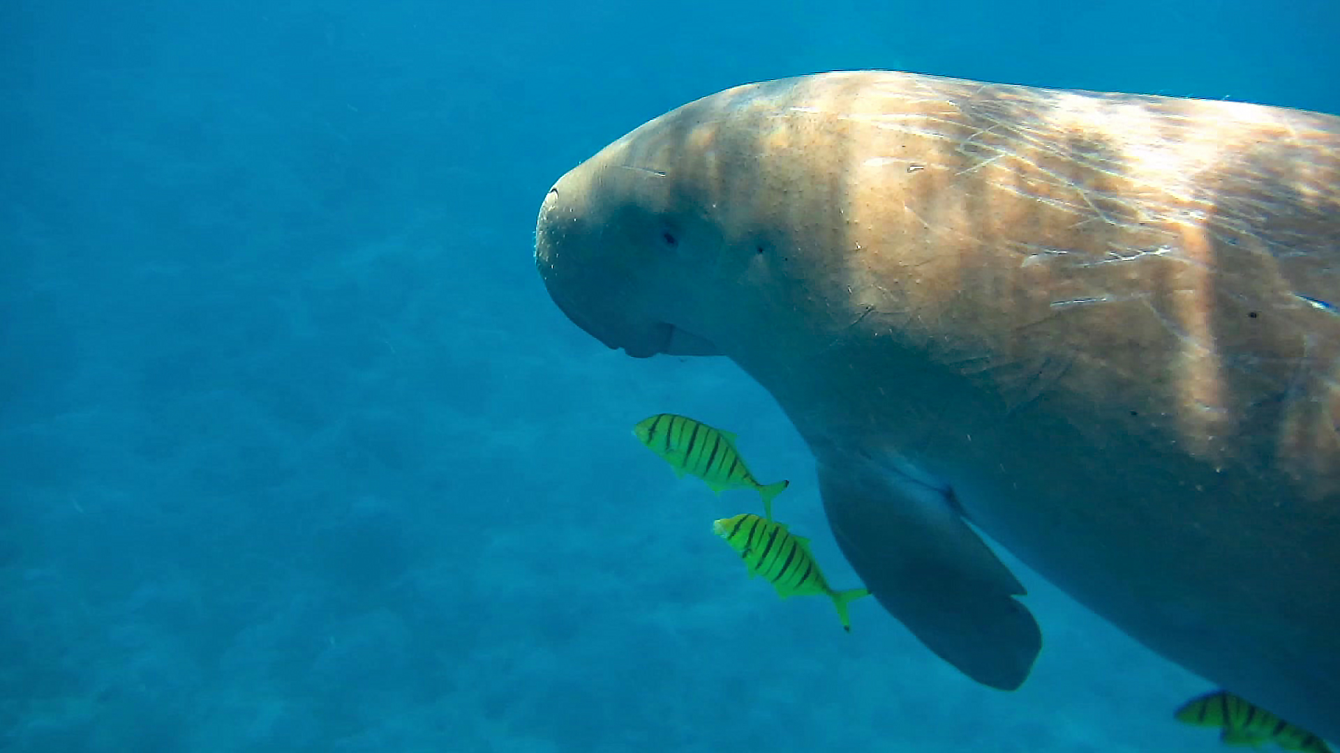 Dugong - Begegnung der besonderen Art.