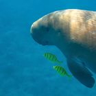 Dugong - Begegnung der besonderen Art.