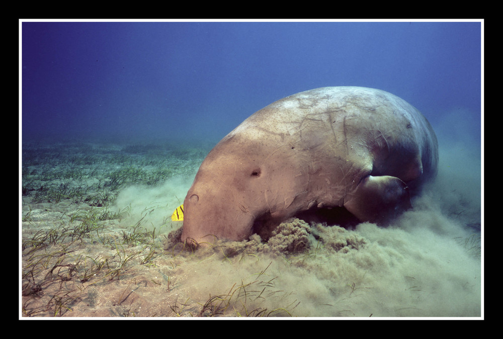 Dugong dugon