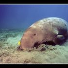 Dugong dugon