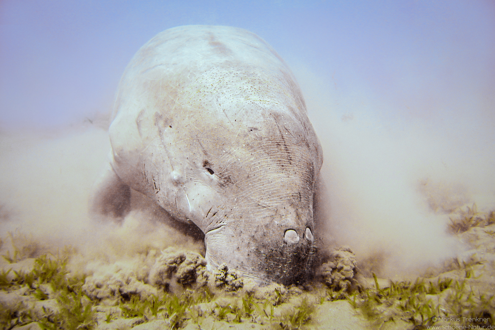 Dugong [Dugong dugon]