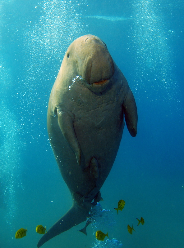 Dugong