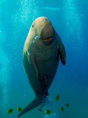 Dugong