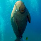 Dugong